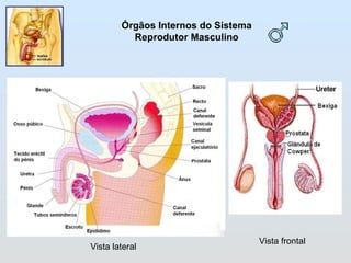 Órgãos Internos do Sistema Reprodutor Masculino Vista lateral  Vista frontal 