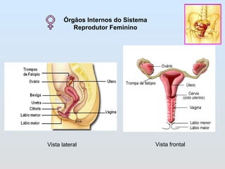 Órgãos Internos do Sistema Reprodutor Feminino Vista lateral  Vista frontal 