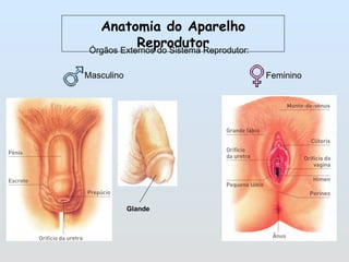 Anatomia do Aparelho Reprodutor Órgãos Externos do Sistema Reprodutor:  Masculino  Feminino  Glande 