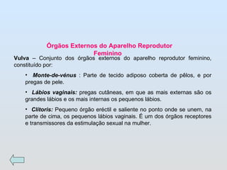 Órgãos Externos do Aparelho Reprodutor Feminino  Vulva  – Conjunto dos órgãos externos do aparelho reprodutor feminino, constituído por: Monte-de-vénus  : Parte de tecido adiposo coberta de pêlos, e por pregas de pele. Lábios vaginais:  pregas cutâneas, em que as mais externas são os grandes lábios e os mais internas os pequenos lábios. Clítoris:  Pequeno órgão eréctil e saliente no ponto onde se unem, na parte de cima, os pequenos lábios vaginais. É um dos órgãos receptores e transmissores da estimulação sexual na mulher.  