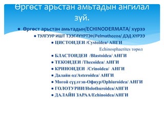 ● Өргөст арьстан амьтадын/ECHINODERMATA/ хүрээ
● ТУЛГУУР ИШТ ТЭЭГЛҮҮРТЭН/Pelmathozoa/ ДЭД ХҮРЭЭ
● ЦИСТОИДЕИ /Cystoidea/ АНГИ
Echinosphaerites төрөл
● БЛАСТОИДЕИ /Blastoidea/ АНГИ
● ТЕКОИДЕИ /Thecoidea/ АНГИ
● КРИНОИДЕИ /Crinoidea/ АНГИ
● Далайн од/Asteroidea/ АНГИ
● Могой сүүлтэн-Офиур/Ophiuroidea/ АНГИ
● ГОЛОТУРИИ/Holothuroidea/АНГИ
● ДАЛАЙН ЗАРАА/Echinoidea/АНГИ
Өргөст арьстан амьтадын ангилал
зүй.
 