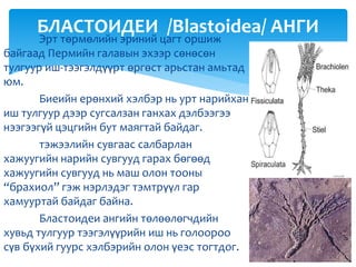 Эрт төрмөлийн эриний цагт оршиж
байгаад Пермийн галавын эхээр сөнөсөн
тулгуур иш-тээгэлдүүрт өргөст арьстан амьтад
юм.
Биеийн ерөнхий хэлбэр нь урт нарийхан
иш тулгуур дээр сугсалзан ганхах дэлбээгээ
нээгээгүй цэцгийн бут маягтай байдаг.
тэжээлийн сувгаас салбарлан
хажуугийн нарийн сувгууд гарах бөгөөд
хажуугийн сувгууд нь маш олон тооны
“брахиол” гэж нэрлэдэг тэмтрүүл гар
хамууртай байдаг байна.
Бластоидеи ангийн төлөөлөгчдийн
хувьд тулгуур тээгэлүүрийн иш нь голоороо
сүв бүхий гуурс хэлбэрийн олон үеэс тогтдог.
БЛАСТОИДЕИ /Blastoidea/ АНГИ
 