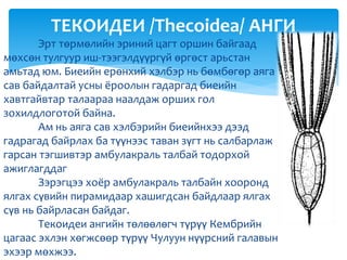 Эрт төрмөлийн эриний цагт оршин байгаад
мөхсөн тулгуур иш-тээгэлдүүргүй өргөст арьстан
амьтад юм. Биеийн ерөнхий хэлбэр нь бөмбөгөр аяга
сав байдалтай усны ёроолын гадаргад биеийн
хавтгайвтар талаараа наалдаж орших гол
зохилдлоготой байна.
Ам нь аяга сав хэлбэрийн биеийнхээ дээд
гадрагад байрлах ба түүнээс таван зүгт нь салбарлаж
гарсан тэгшивтэр амбулакраль талбай тодорхой
ажиглагддаг
Зэрэгцээ хоёр амбулакраль талбайн хооронд
ялгах сүвийн пирамидаар хашигдсан байдлаар ялгах
сүв нь байрласан байдаг.
Текоидеи ангийн төлөөлөгч түрүү Кембрийн
цагаас эхлэн хөгжсөөр түрүү Чулуун нүүрсний галавын
эхээр мөхжээ.
ТЕКОИДЕИ /Thecoidea/ АНГИ
 