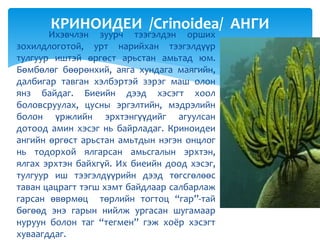 Ихэвчлэн зуурч тээгэлдэн орших
зохилдлоготой, урт нарийхан тээгэлдүүр
тулгуур иштэй өргөст арьстан амьтад юм.
Бөмбөлөг бөөрөнхий, аяга хундага маягийн,
далбигар тавган хэлбэртэй зэрэг маш олон
янз байдаг. Биеийн дээд хэсэгт хоол
боловсруулах, цусны эргэлтийн, мэдрэлийн
болон үржлийн эрхтэнгүүдийг агуулсан
дотоод амин хэсэг нь байрладаг. Криноидеи
ангийн өргөст арьстан амьтдын нэгэн онцлог
нь тодорхой ялгарсан амьсгалын эрхтэн,
ялгах эрхтэн байхгүй. Их биеийн доод хэсэг,
тулгуур иш тээгэлдүүрийн дээд төгсгөлөөс
таван цацрагт тэгш хэмт байдлаар салбарлаж
гарсан өвөрмөц төрлийн тогтоц “гар”-тай
бөгөөд энэ гарын нийлж ургасан шугамаар
нуруун болон таг “тегмен” гэж хоёр хэсэгт
хуваагддаг.
КРИНОИДЕИ /Crinoidea/ АНГИ
 