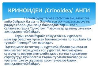 Тегмен буюу таглаа хэсэгт нь ам, ялгах сүв
хоёр байрлах ба ам нь биеийн төв орчимд, ялгах сүв нь
радиус хоорондын зайд байрладаг. гар нь хоёр
салаанаас гадна “дихотомт” зарчмаар цаашид салаалах
зохилдлоготой байдаг.
Гарын салаа бүрийг хажуугаас нь хүрээлсэн
маягаар бөөрлөж ургасан богинохон үет тогтоц байх ба
түүнийг “пиннул” гэж нэрлэдэг.
Эдгээр маягын тогтоц нь хүртэхүйн болон амьсгалын
ажиллагааг зохицуулах гол үүрэгтэй. Амбулакраль
сувгууд нь өөртөө эпителийн эдээс тогтох хөдөлгөөнт
сормуусууд буй болгож тэдний тусламжтайгаар усны
урсгалыг сэлгэх журмаар хоол тэжээлээ барих
зохилдлоготой байдаг.
КРИНОИДЕИ /Crinoidea/ АНГИ
 