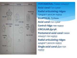 PENTAMERAL-Таван хошуут
Axial canal-Гол суваг
Radial articulating ridges-
Цацрагт үелсэн нуруу
ELLIPTICAL-Зуйван
Axial canal-гол суваг
Central ridge-төв нуруу
CIRCULAR-Дугуй
Pentameral axial canal-таван
хошуут гол нуруу
Radial articulating ridges
цацрагт үелсэн нуруу
Single axial canal-Дан гол
нуруу
 