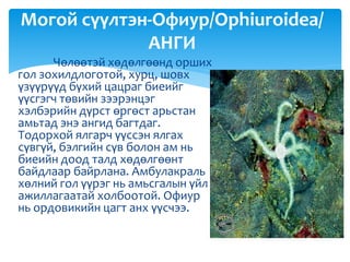 Чөлөөтэй хөдөлгөөнд орших
гол зохилдлоготой, хурц, шовх
үзүүрүүд бүхий цацраг биеийг
үүсгэгч төвийн зээрэнцэг
хэлбэрийн дүрст өргөст арьстан
амьтад энэ ангид багтдаг.
Тодорхой ялгарч үүссэн ялгах
сүвгүй, бэлгийн сүв болон ам нь
биеийн доод талд хөдөлгөөнт
байдлаар байрлана. Амбулакраль
хөлний гол үүрэг нь амьсгалын үйл
ажиллагаатай холбоотой. Офиур
нь ордовикийн цагт анх үүсчээ.
Могой сүүлтэн-Офиур/Ophiuroidea/
АНГИ
 