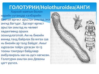 Хорхой маягын болон
нарийн уутанцар хэлбэрийн
биетэй өргөст арьстан амьтад энэ
ангид багтдаг. Эдгээрт өргөст
арьстан амьтад нь чөлөөт
хөдөлгөөнд орших
зохилдлоготой. Ам нь биеийн
өмнөд талд байрлах ба ялгах сүв
нь биеийн ар талд байдаг. Амыг
хүрээлэн тойрч ургасан 10-13
тооны тэмтрүүл байдлаар
амбулакраль хөл нь үүсч хөгжсөн.
Голотурин амьтан анх Девоны
цагт үүсчээ.
ГОЛОТУРИИ/Holothuroidea/АНГИ
 