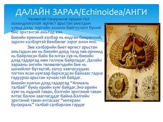 Чөлөөтэй тэнүүчилж орших гол
зохилдлоготой өргөст арьстан амьтдын
хувьд дээд зэргийн зохион байгуулалт бүхий
бие эрхтэнтэй амьтад юм.
Биеийн ерөнхий хэлбэр нь өндгөн бөөрөнхий,
зүрхэн хэлбэртэй бөмбөлөг зэрэг олон янз.
Зөв хэлбэрийн биет өргөст арьстан
амьтадын ам нь биеийн доод талд төв орчимд
нь байрласан байх ба ялгах сүв нь биеийн
дээд гадаргад мөн голлож байрладаг. Далайн
зарааны ангийн төлөөлөгчдийн бие нь
шохойлог бүтэцтэй, хатуу хавтасуудаас
тогтох ясан хуягаар бүрхэгдсэн байхаас гадна
гадуураа арьстан хучаастай байдаг.
Биеийн хуягын дээд гадаргад “Апикаль
талбай” буюу оройн хуяг байдаг.Энэ оройн
хуяг нь нүдний таван, бэлгийн эрхтэний таван
ялтас болон зааглагддаг байна.Бэлгийн
эрхтэний таван ялтасаас “интерам-
булакраль” талбай салбарлаж гардаг
ДАЛАЙН ЗАРАА/Echinoidea/АНГИ
 
