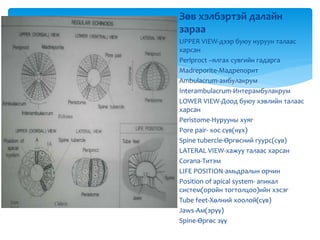 Зөв хэлбэртэй далайн
зараа
UPPER VIEW-дээр буюу нуруун талаас
харсан
Periproct –ялгах сувгийн гадарга
Madreporite-Мадрепорит
Ambulacrum-амбулакрум
Interambulacrum-Интерамбулакрум
LOWER VIEW-Доод буюу хэвлийн талаас
харсан
Peristome-Нурууны хуяг
Pore pair- хос сүв(нүх)
Spine tubercle-Өргөсний гуурс(сүв)
LATERAL VIEW-хажуу талаас харсан
Corana-Титэм
LIFE POSITION-амьдралын орчин
Position of apical system- апикал
систем(оройн тогтолцоо)ийн хэсэг
Tube feet-Хөлний хоолой(сүв)
Jaws-Aм(эрүү)
Spine-Өргөс зүү
 
