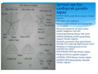 Эртний зөв бус
хэлбэртэй далайн
зараа
UPPER VIEW-дээр буюу нуруун талаас
харсан
Pore pair- хос сүв(нүх)
Apical system-апикал систем(оройн
тогтолцоо)
Pericroct posterior of apex-шовх
оройн гадаргын төгсгөл
Central peristome-Амны төв хэсэг
UPPER (DORSAL) VIEW-дээр буюу
нуруун талаас харсан
Smooth covered in fine spine bases-
Гөлгөр-Тэгш зүүгээр бүрхэгдсэн хэсэг
Periproct in deep groove-ялгах
сувгийн гүн ховил
POSTERIOR VIEW-ар талаас харах
Periproct-Ялгах сүвийн гадарга
LATERAL VIEW-Хажуу талаас харах
LOWER VIEW-Доод буюу хэвлийн
талаас харсан
 