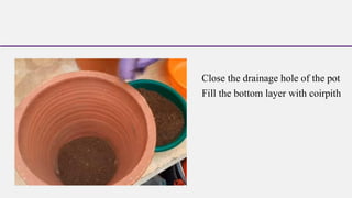 Close the drainage hole of the pot
Fill the bottom layer with coirpith
 