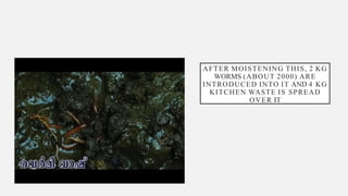 AFTER MOISTENING THIS, 2 KG
WORMS (ABOUT 2000) ARE
INTRODUCED INTO IT AND 4 KG
KITCHEN WASTE IS SPREAD
OVER IT
 