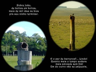 Pobre João, 
de bolica em bolica, 
mais de mil idas na bica 
pra seu ninho terminar. 
E o par de barreros?... Lindo! 
Quanto mais o tempo andava 
mais amizade sem fim! 
Um do outro não se esquecia. 
 