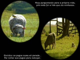 Hoje perguntando para a própria vida, 
prá onde foi a lida que ele conheceu. 
Envidou os pagos numa só parada . 
Vai voltar aos pagos para remoçar. 
 