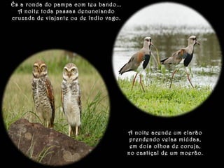 És a ronda do pampa com teu bando... 
A noite toda passas denunciando 
cruzada de viajante ou de índio vago. 
A noite acende um clarão 
prendendo velas miúdas, 
em dois olhos de coruja, 
no castiçal de um moerão. 
 