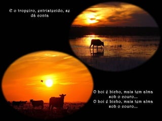 E o tropeiro, entristecido, se 
dá conta 
O boi é bicho, mais tem alma 
sob o couro... 
O boi é bicho, mais tem alma 
sob o couro... 
 