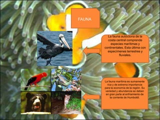 FAUNALa fauna autóctona de la costa central comprende especies marítimas y continentales. Esta última con especímenes terrestres y fluviales. La fauna marítima es sumamente rica y de extrema importancia para la economía de la región. Su variedad y abundancia se deben en gran parte al enfriamiento de la corriente de Humboldt. 