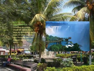 UBICACIÓN GEOGRÁFICALa selva se puede dividir en selva alta o ceja de montaña y selva baja, la selva baja es una montaña del Perú al igual que la selva alt6a.