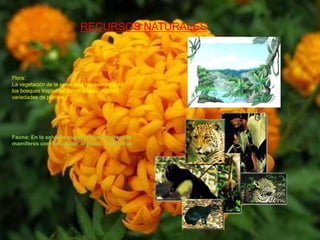 RECURSOS NATURALESFlora:La vegetación de la selva está representada en los bosques tropicales donde alteran muchas variedades de plantas.Fauna: En la selva se puede encontrar grandes mamíferos como el jaguar, el puma, entre otros.