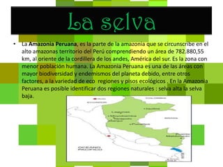 La selvaLa Amazonia Peruana, es la parte de la amazonia que se circunscribe en el alto amazonas territorio del Perú comprendiendo un área de 782.880,55 km, al oriente de la cordillera de los andes, América del sur. Es la zona con menor población humana. La Amazonia Peruana es una de las áreas con mayor biodiversidad y endemismos del planeta debido, entre otros factores, a la variedad de eco  regiones y pisos ecológicos . En la Amazonia Peruana es posible identificar dos regiones naturales : selva alta la selva baja.