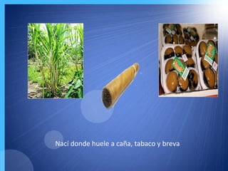 Nací donde huele a caña, tabaco y breva
 