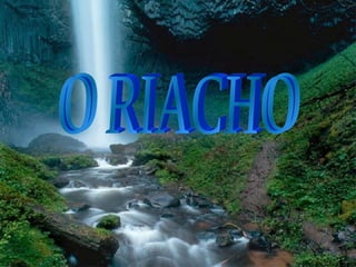 O RIACHO 