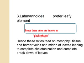 3.Lahmannoidea prefer leafy
element
hence these mites are known as
“phyllophages”
Hence these mites feed on mesophyll tissue
and harder veins and midrib of leaves leading
to complete skeletonization and complete
break down of leaves.
 