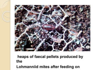heaps of faecal pellets produced by
the
Lohmanniid mites after feeding on
 