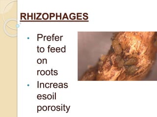 RHIZOPHAGES
• Prefer
to feed
on
roots
• Increas
esoil
porosity
 
