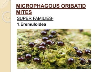 MICROPHAGOUS ORIBATID
MITES
SUPER FAMILIES-
1.Eremuloidea
 