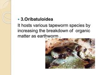  3.Oribatuloidea
It hosts various tapeworm species by
increasing the breakdown of organic
matter as earthworm .
 