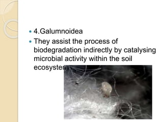  4.Galumnoidea
 They assist the process of
biodegradation indirectly by catalysing
microbial activity within the soil
ecosystem
 