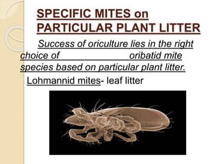 SPECIFIC MITES on
PARTICULAR PLANT LITTER
Success of oriculture lies in the right
choice of oribatid mite
species based on particular plant litter.
Lohmannid mites- leaf litter
 