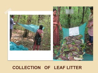 COLLECTION OF LEAF LITTER
 