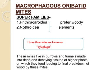 MACROPHAGOUS ORIBATID
MITES
SUPER FAMILIES-
1.Phthiracaroidea prefer woody
2.Nothroidea elements
Hence these mites are known as
“xylophages”
These mites live in burrows and tunnels made
into dead and decaying tissues of higher plants
on which they feed leading to final breakdown of
wood by these mites.
 