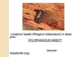 Longhorn beetle (Rhagium bifasciatum) in dead
pine.
XYLOPHAGOUS INSECT
(source-
treesforlife.org)
 