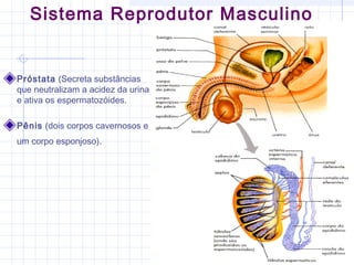 Sistema Reprodutor Masculino
Próstata (Secreta substâncias
que neutralizam a acidez da urina
e ativa os espermatozóides. 
Pênis (dois corpos cavernosos e
um corpo esponjoso).
 