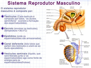 Sistema Reprodutor Masculino
O sistema reprodutor
masculino é composto por:
Testículos (Cada testículo é
composto por tubos, “os ductos
seminíferos” ocorrerá a formação
dos espermatozóides).
Escroto (envolver os testículos).
(temperatura <36,5°C)
Epidídimo (onde os
espermatozóides são armazenados).
Canal deferente (dois tubos que
partem dos testículos e unem-se ao
ducto ejaculatório).
Vesículas seminais (líquido, que
será liberado junto c/ os
espermatozóides) age como fonte de
energia para os
espermatozóides(frutose)
 