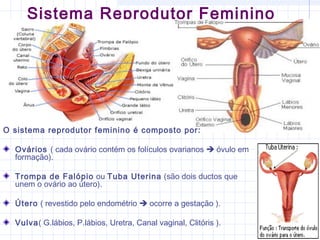 Sistema Reprodutor Feminino
O sistema reprodutor feminino é composto por:
Ovários ( cada ovário contém os folículos ovarianos  óvulo em
formação).
Trompa de Falópio ou Tuba Uterina (são dois ductos que
unem o ovário ao útero).
Útero ( revestido pelo endométrio  ocorre a gestação ).
Vulva( G.lábios, P.lábios, Uretra, Canal vaginal, Clitóris ).
 
