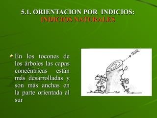 5.1. ORIENTACION POR  INDICIOS:  INDICIOS NATURALES   En los tocones de los árboles las capas concéntricas están más desarrolladas y son más anchas en la parte orientada al sur 