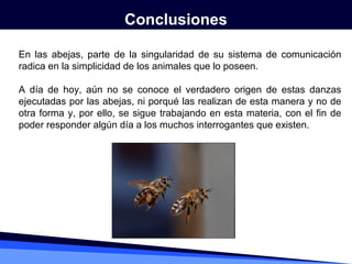 Orientación y comunicación en las abejas