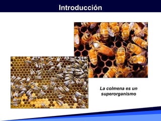 Orientación y comunicación en las abejas