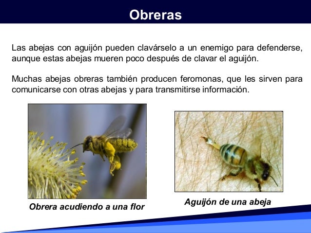 Orientación y comunicación en las abejas