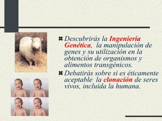 Descubrirás la  Ingeniería Genética ,  la manipulación de genes y su utilización en la obtención de organismos y alimentos transgénicos. Debatirás sobre si es éticamente aceptable  la  clonación  de seres vivos, incluida la humana. 