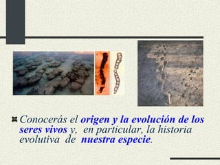 Conocerás el  origen y la evolución de los seres vivos  y,  en particular, la historia evolutiva  de  nuestra especie . 