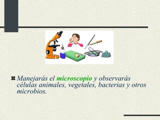 Manejarás el  microscopio  y observarás células animales, vegetales, bacterias y otros microbios. 