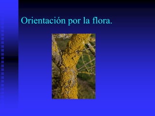 Orientación por la flora.
 