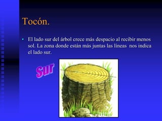 Tocón.
• El lado sur del árbol crece más despacio al recibir menos
sol. La zona donde están más juntas las líneas nos indica
el lado sur.
 