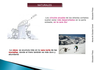 NATURALESNATURALES
Los círculos anuales de los árboles cortados
suelen estar más desarrollados en la parte
soleada, en la cara Sur
La nievenieve se acumula más en la cara nortecara norte de lasde las
montañasmontañas, donde el hielo también es más duro y
abundante
EducaciónFísicaAlonsoM.EscobarCorralEducaciónFísicaEducaciónFísicaAlonsoM.EscobarCorralEducaciónFísica
 